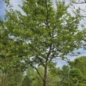 Amelanchier lamarckii - 1