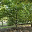Carpinus betulus - 1