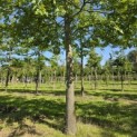 Quercus Palustris - 2