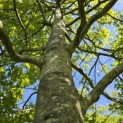 Quercus Palustris - 3