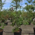 Quercus rubra - 1