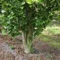 Fagus Dawyck Gold - 3