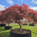 Acer palmatum 'Garnet' - 2