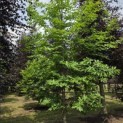 Castanea Sativa - mei 2026