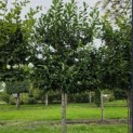 Prunus laurocerasus 'Novita' - Foto 1