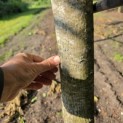 Juglans Regia - stammaat voorjaar 2026
