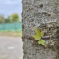Liquidambar styraciflua - 2