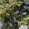 Heptacodium miconioides - Foto 4