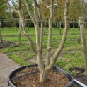 Acer palmatum 'Ueno Yama' - 3