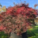 Acer palmatum 'Garnet' - 3