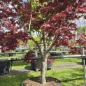 Acer palmatum 'Bloodgood' - 1