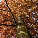 Fagus sylvatica 'Atropunicea' - 3