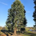 Sequoiadendron Giganteum - Foto 2