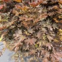 Acer plat. 'Crimson King' - 1