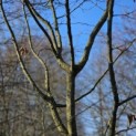 Carpinus betulus - 6