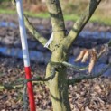 Carpinus betulus - 4