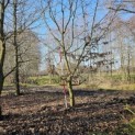 Carpinus betulus - 5