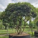 Rhododendron jacksonii - 7