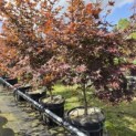 Acer palmatum 'Bloodgood' - Foto 4
