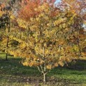 Cornus controversa - 1