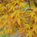 Acer palmatum 'Ueno Yama' - Foto 2