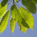 Prunus avium 'Kordia' - Afbeelding 2