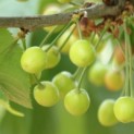 Prunus avium 'Kordia' - Afbeelding 3