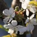 Prunus avium 'Kordia' - Afbeelding 1