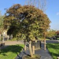 Acer palmatum 'Garnet' - 2