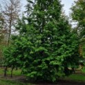 Metasequoia glyptostroboides - Afbeelding 2
