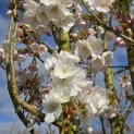 Prunus 'Sunset Boulevard' - Foto 1