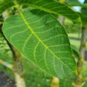 Juglans regia - Afbeelding 1