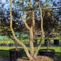 Quercus Suber - Foto 2