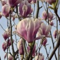 Magnolia 'Soulangeana' - 1