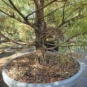 Pinus sylvestris - Foto 4