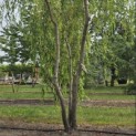 Salix x sepulcralis 'Chrysocoma' - 2