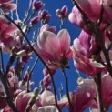 Magnolia 'Soulangeana' - Foto 4