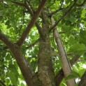 Styrax japonicus - 3