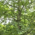 Nothofagus Antarctica - 7