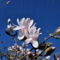 Magnolia stellata 'Rosea' - Foto 2