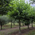 Platanus hispanica - Foto 1