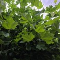 Platanus hispanica - Foto 2