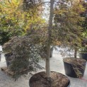 Acer palmatum 'Inaba Shidare' - Foto 8