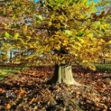 Carpinus betulus