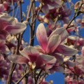 Magnolia 'Soulangeana' - Foto 2