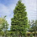 Taxus baccata - juni 2026
