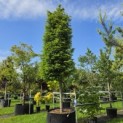 Taxus baccata - 3