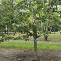 Parrotia persica 'Bella' - Foto 3