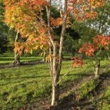 Acer Triflorum - Foto 1