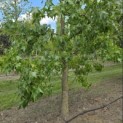 Liquidambar styraciflua - 3